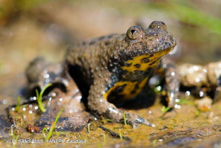 Le Crapaud Sonneur à Ventre Jaune Exercice Corrigé