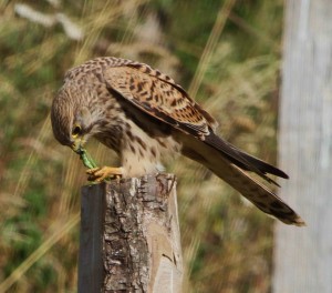 faucon crécerelle