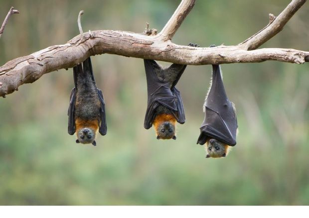 Chauve-souris : à la découverte d'un animal fabuleux